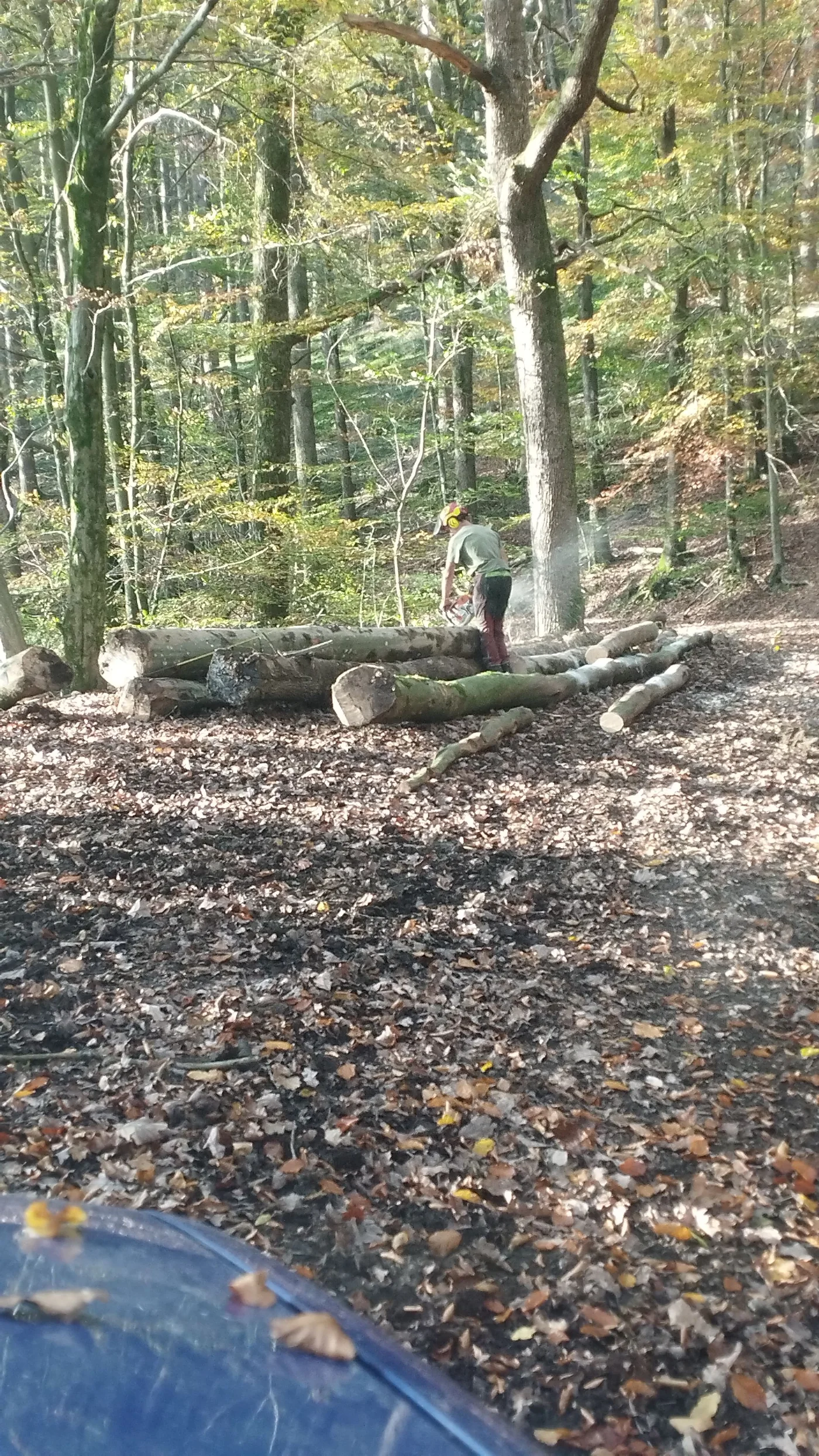 Abattage et ébranchage manuel en forêt
