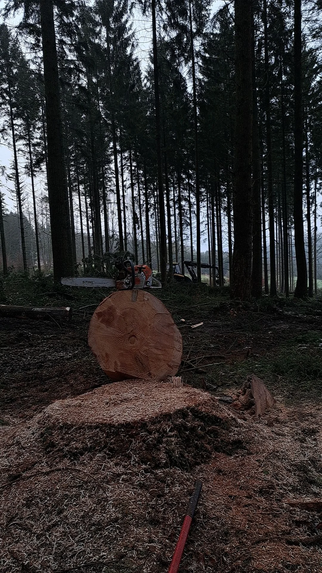 Abattage pour l’ébrancheuse en forêt