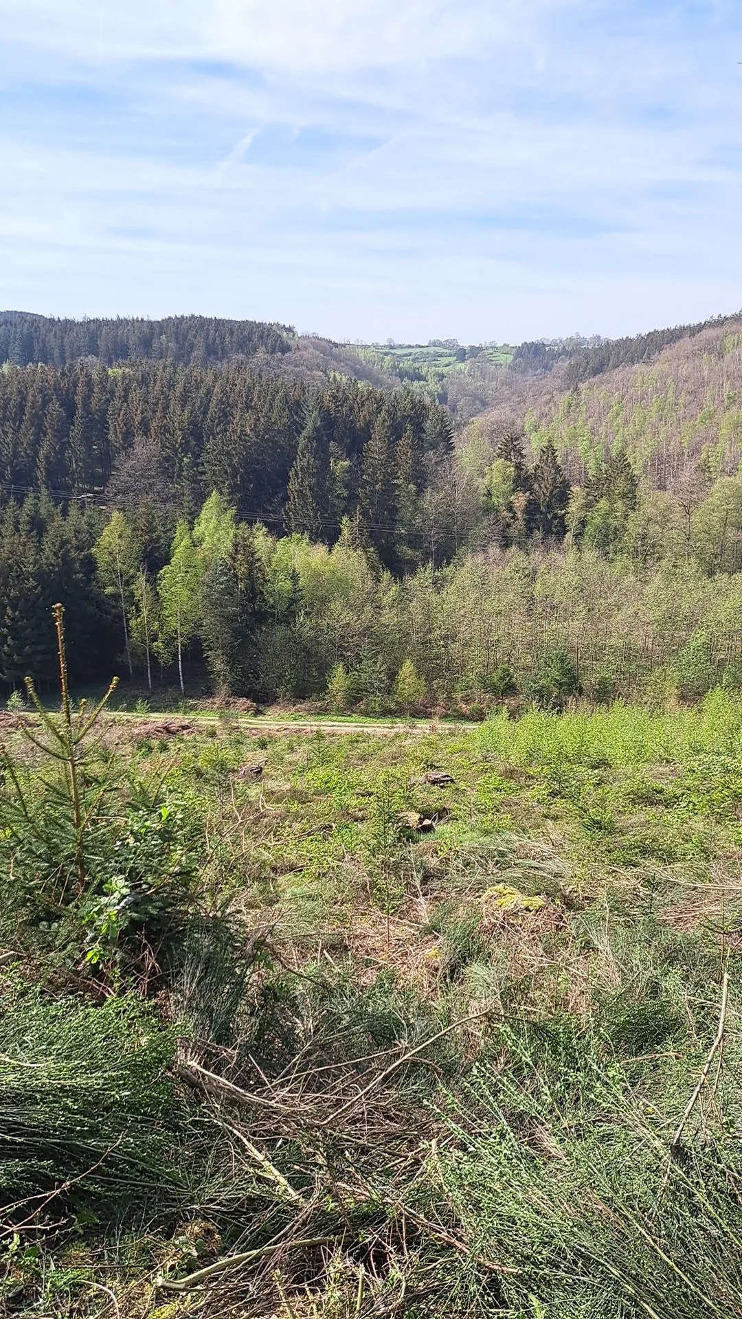 Dégagement et dépressage de plantation
