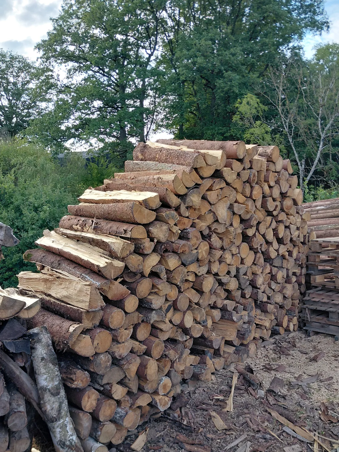 Bois de chauffage résineux