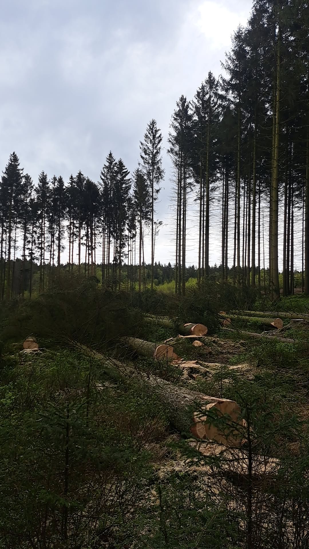 Réalisation de travaux forestiers par Boisonitte