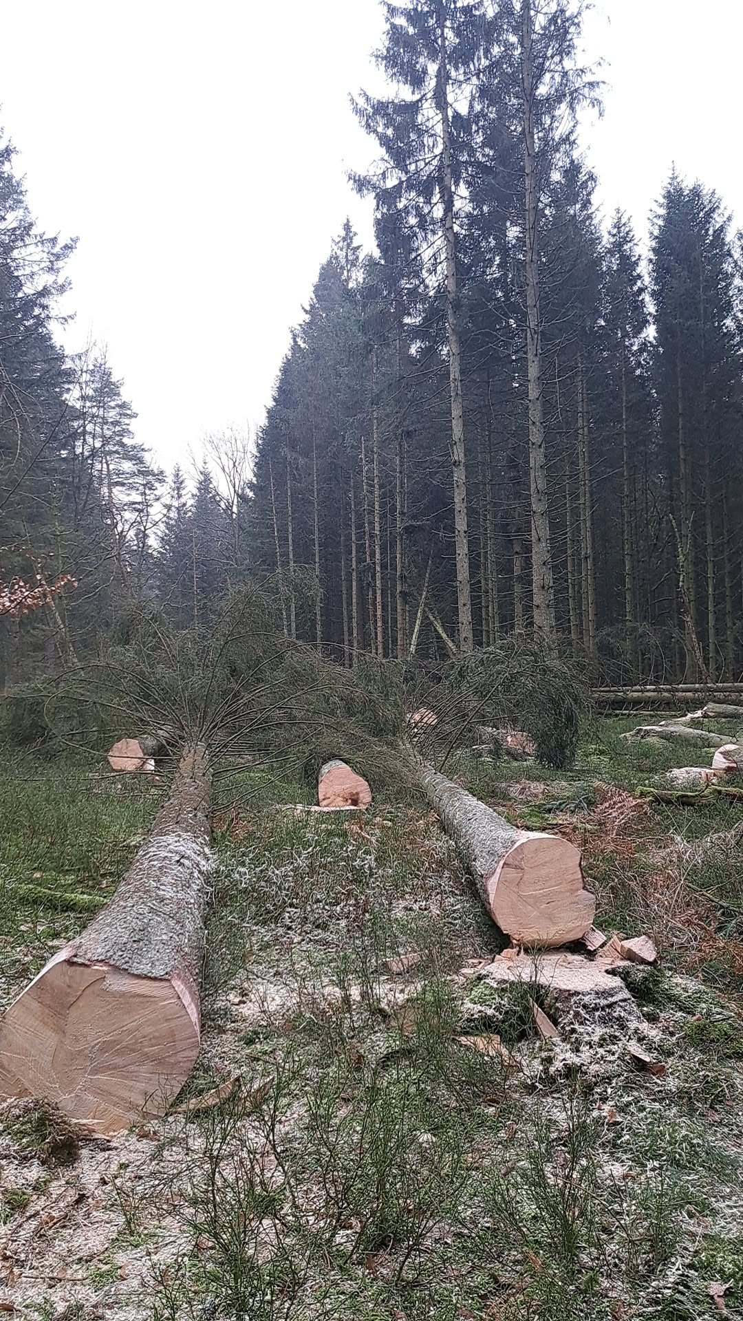 Réalisation de travaux forestiers par Boisonitte