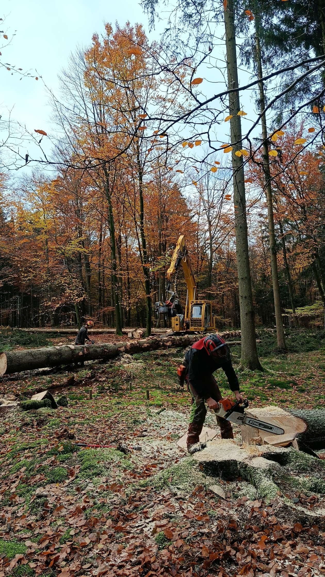 Réalisation de travaux forestiers par Boisonitte