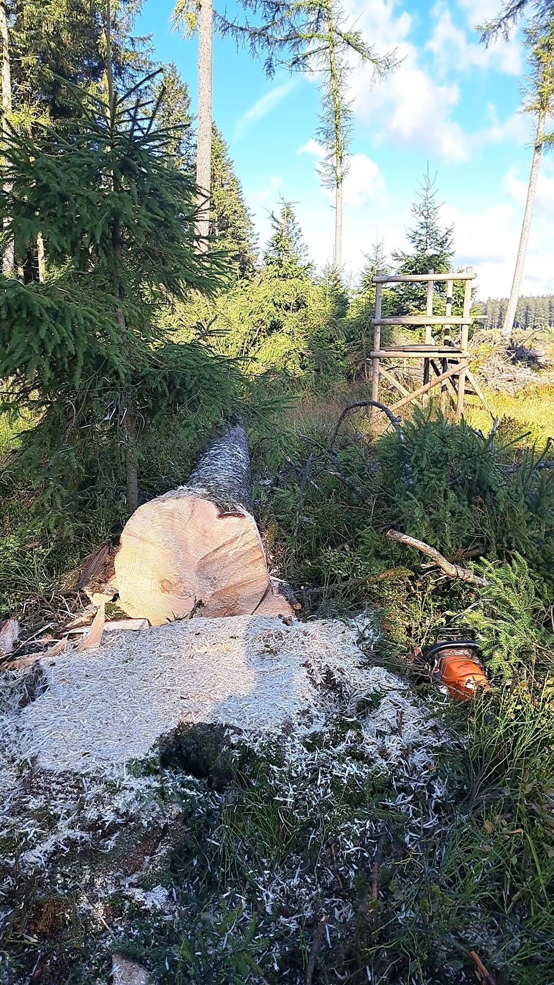 Réalisation de travaux forestiers par Boisonitte